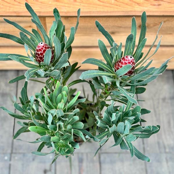 観葉植物 鉢花 苗：プロテア ポッサムマジック*7号 現品をお届け