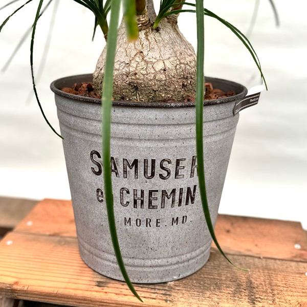 観葉植物 ノリナ:ポニーテール トックリラン 鉢植え*1番 現品を 観葉植物 ノリナ:ポニーテール トックリラン 鉢植え*1番 現品を