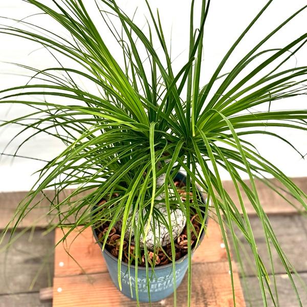 観葉植物 ノリナ:ポニーテール トックリラン 鉢植え*2番 現品を 観葉植物 ノリナ:ポニーテール トックリラン 鉢植え*2番 現品を