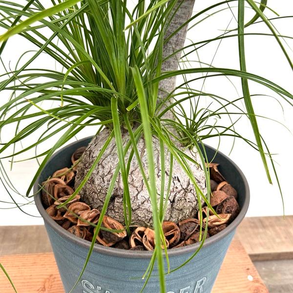 観葉植物 ノリナ:ポニーテール トックリラン 鉢植え*2番 現品を 観葉植物 ノリナ:ポニーテール トックリラン 鉢植え*2番 現品を