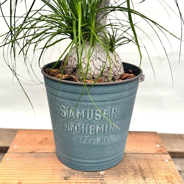 観葉植物 ノリナ:ポニーテール トックリラン 鉢植え*2番 現品を 観葉植物 ノリナ:ポニーテール トックリラン 鉢植え*2番 現品を