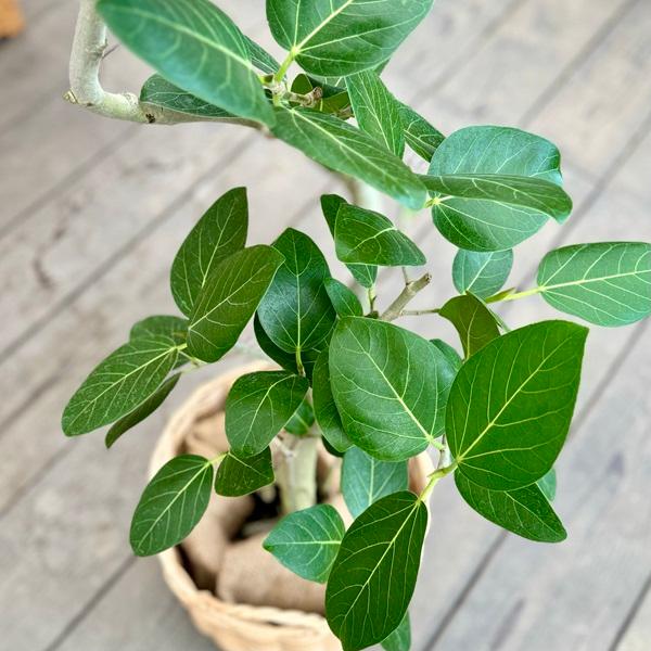 おしゃれ 観葉植物:フィカス ベンガレンシス 鉢カバー*麻布 おしゃれ 観葉植物:フィカス ベンガレンシス 鉢カバー*麻布