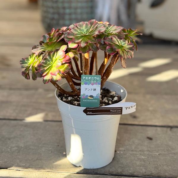 観葉植物：アエオニウム アンナ錦*5号 アンナニシキ : 遊恵盆栽 Yahoo