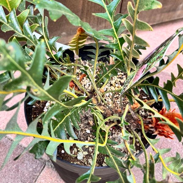 観葉植物 鉢花 苗：バンクシア ブレクニフォリア*6号 現品をお届け