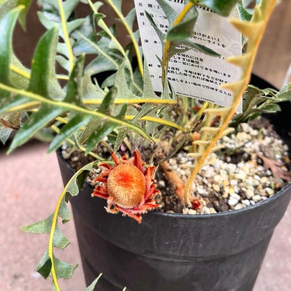 観葉植物 鉢花 苗：バンクシア ブレクニフォリア*6号 現品をお届け