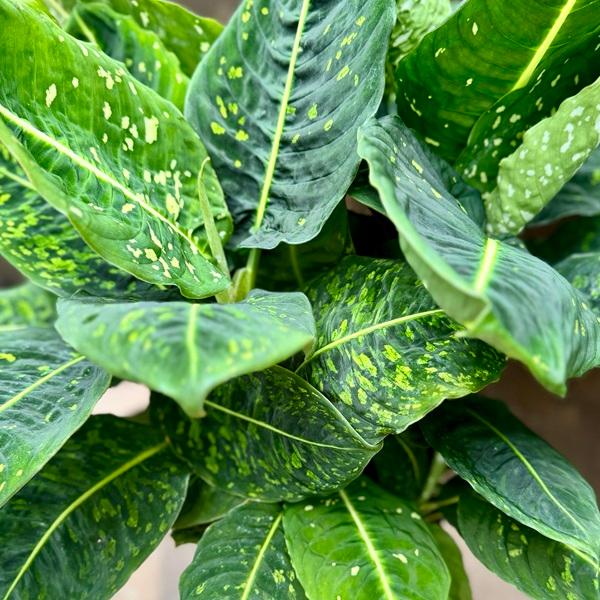 観葉植物：ディフェンバキア リフレクター*デヘンバキア リフレクタ 8