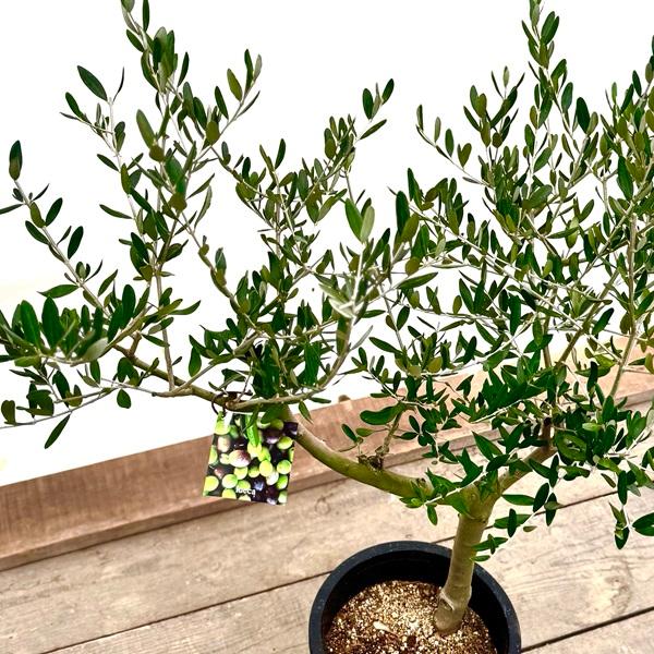 【現品】オリーブ　8号（1）ルッカ おしゃれ 観葉植物：オリーブの木 ルッカ 8号*現品1番 SOUJU 創