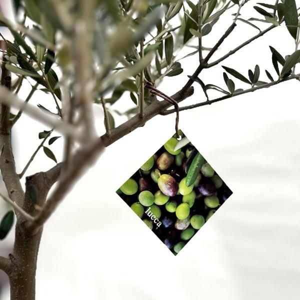 おしゃれ 観葉植物：オリーブの木 ルッカ 8号*現品2番 SOUJU 創
