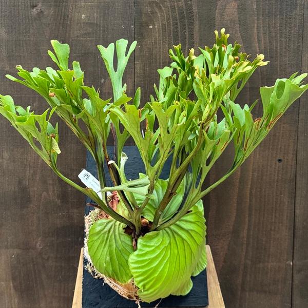 おしゃれ 観葉植物：ビカクシダ コウモリラン リドレイ板付け*大 現品