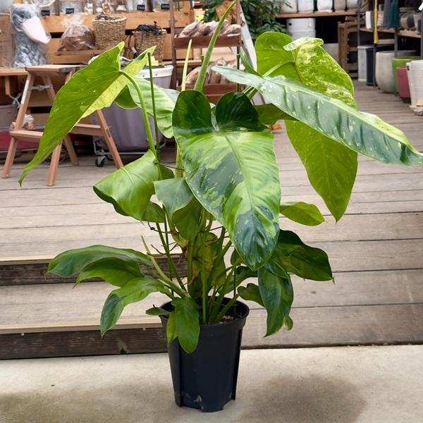 観葉植物：フィロデンドロン ジョセボーノ 斑入り*ホセボーノ 8号 現品