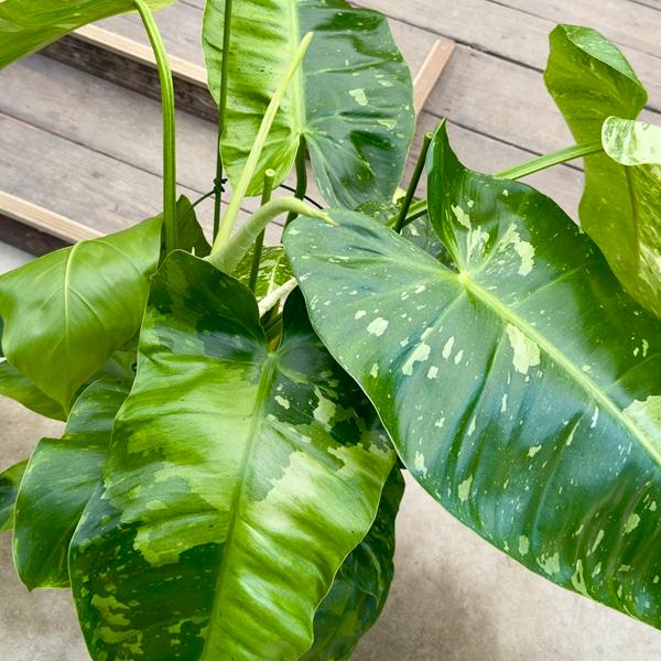 観葉植物：フィロデンドロン ジョセボーノ 斑入り*ホセボーノ 8