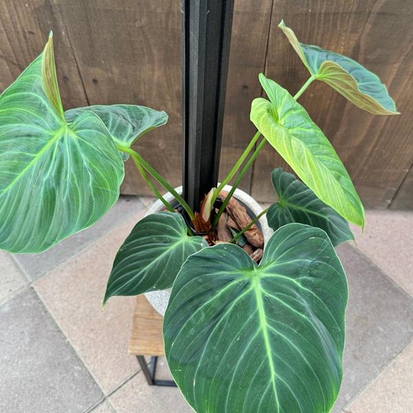 観葉植物 鉢色選べます：フィロデンドロン エルチョコレッド*バークチップ飾り_1