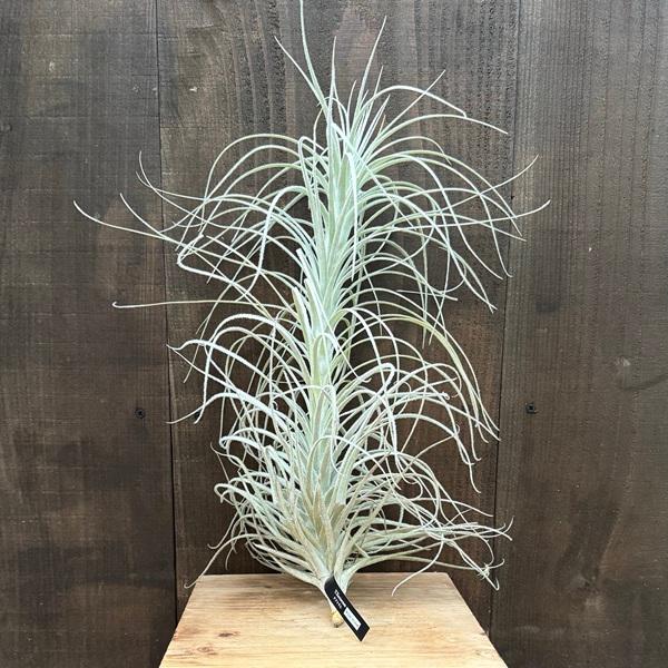 おしゃれ 観葉植物 チランジア：エアープランツ テクトラム ワイド