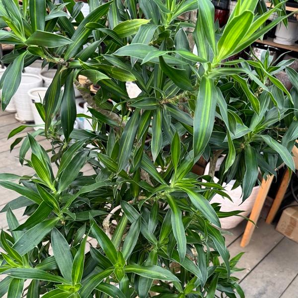おしゃれ 観葉植物：ドラセナ ソング オブジャマイカ 鉢カバー*現品