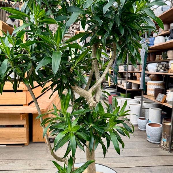 おしゃれ 観葉植物：ドラセナ ソング オブジャマイカ 鉢カバー*現品
