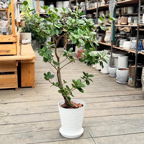 観葉植物：フィカス パンダガジュマル 鉢植え*セラアート8号 受皿付