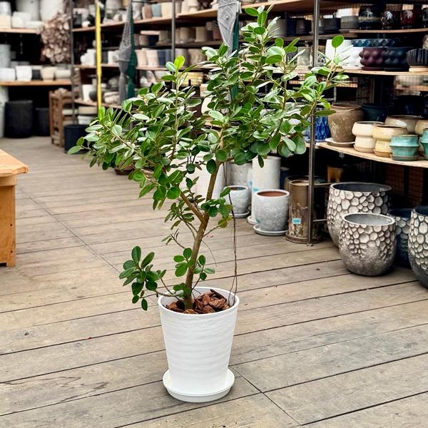 観葉植物：フィカス パンダガジュマル 鉢植え*セラアート8号 受皿付