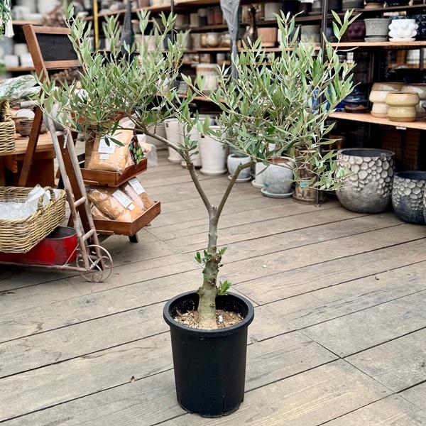 おしゃれ 観葉植物：オリーブの木 ピクアル 8号*現品10 SOUJU 創樹