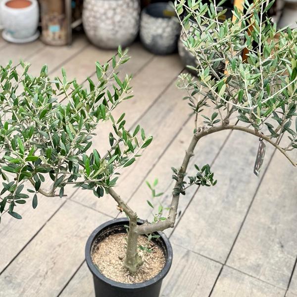 おしゃれ 観葉植物：オリーブの木 マンザニロ 8号*現品13 SOUJU