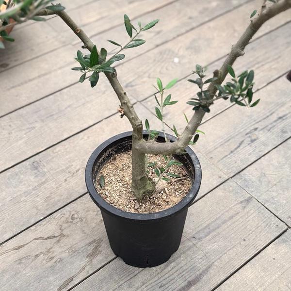 【souju】オリーブの木　マンザニロ　幹太株　　高さ約90cm 観葉植物 おしゃれ：オリーブの木 6号*SOUJU（創樹) マンザニロ