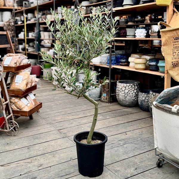 おしゃれ 観葉植物：オリーブの木 ミッション 8号*現品21 SOUJU 創樹