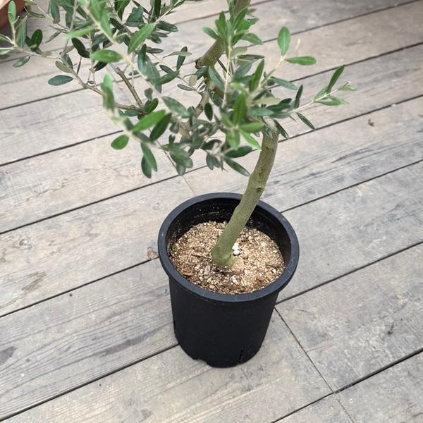 おしゃれ 観葉植物：オリーブの木 ミッション 8号*現品21 SOUJU