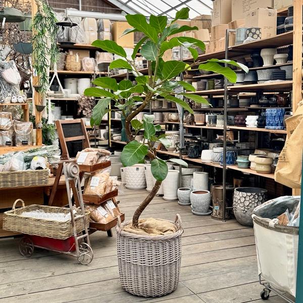 おしゃれ 観葉植物：フィカス アフリカンプリンス*鉢カバー 現品 2箱で