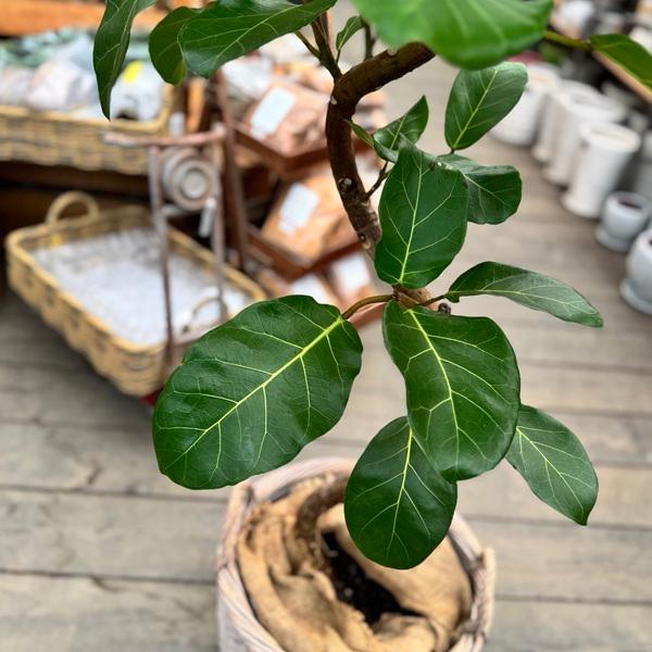 フィカス アフリカンプリンス 鉢カバー付 約2.5m 引取専用 フィカス アフリカンプリンス 鉢カバー付 約2.5m 引取専用