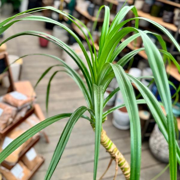 おしゃれ 観葉植物：パンダナス とげなしタコノキ*蛸の木 鉢植え 受皿