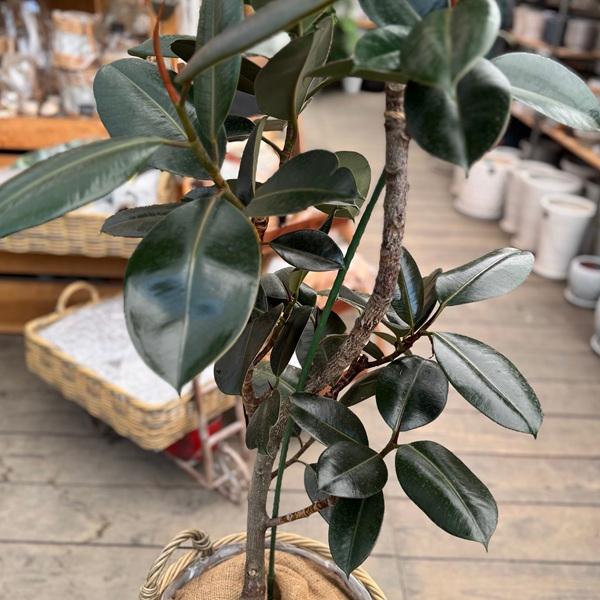 フィカス　バーガンディ　曲がり仕立て　グラファイトストーム陶器鉢　植え込み発送 フィカス バーガンディ 曲がり仕立て グラファイトストーム陶器