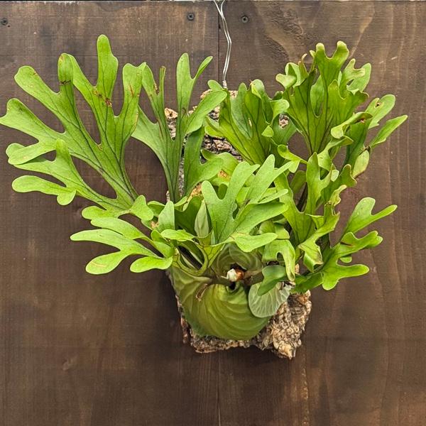 おしゃれ 観葉植物：ビカクシダ コウモリラン リドレイ コルク付け＊大