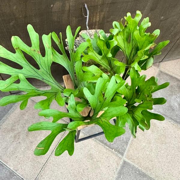 おしゃれ 観葉植物：ビカクシダ コウモリラン リドレイ コルク付け＊大