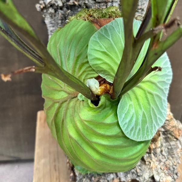 おしゃれ 観葉植物：ビカクシダ コウモリラン リドレイ コルク