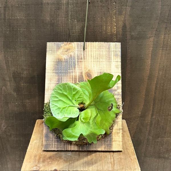 おしゃれ 観葉植物：ビカクシダ コウモリラン リドレイ 板付け＊現品2