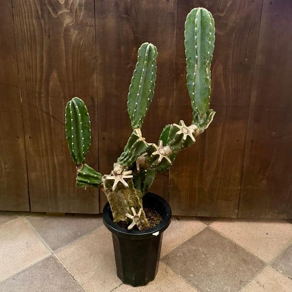 おしゃれ 観葉植物：柱サボテン ブランチ*現品2番 大型ヤマト便 : 遊恵