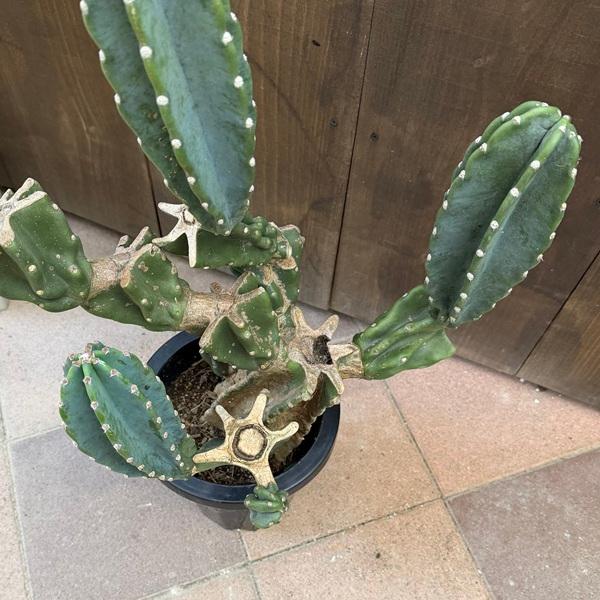 おしゃれ 観葉植物：柱サボテン ブランチ*現品2番 大型ヤマト便 : 遊恵