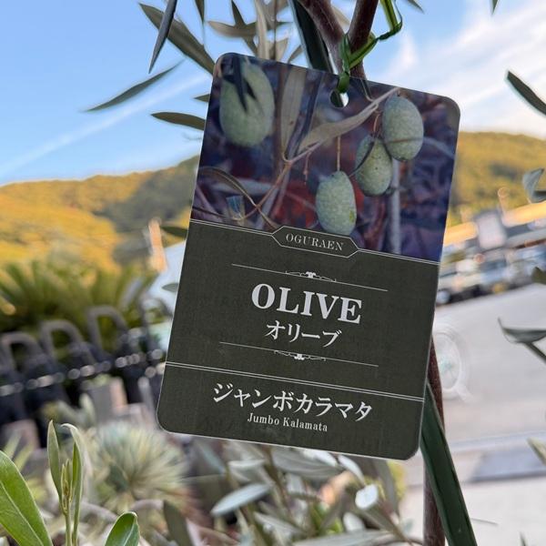 シンボルツリー 観葉植物：オリーブの木 ジャンボカラマタ*2番 10号