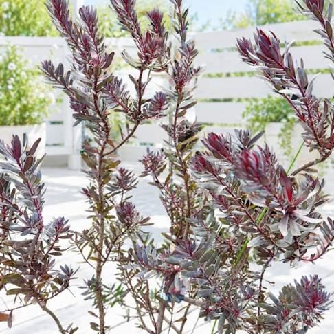 鉢花 観葉植物：リューカデンドロン デュリフ*7号 現品をお届け 黒