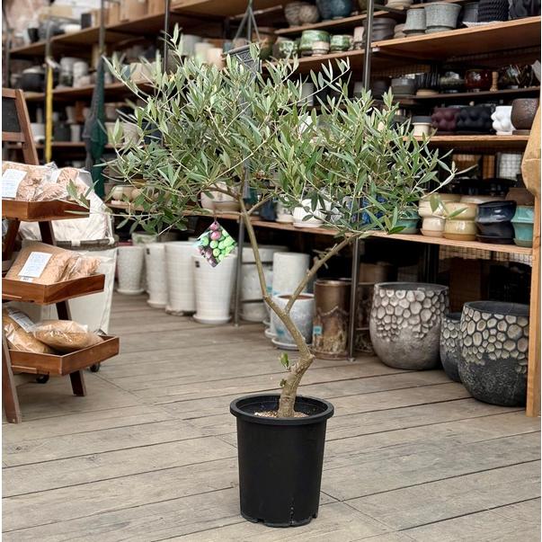 おしゃれ 観葉植物：オリーブの木 ピクアル 8号*現品11 SOUJU 創樹