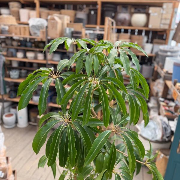 観葉植物】曲げツピタンサス 受皿付 おしゃれ 観葉植物：ツピタンサス 