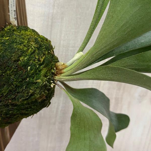 おしゃれ 観葉植物：ビカクシダ コウモリラン ヒリーライジン PUP 板