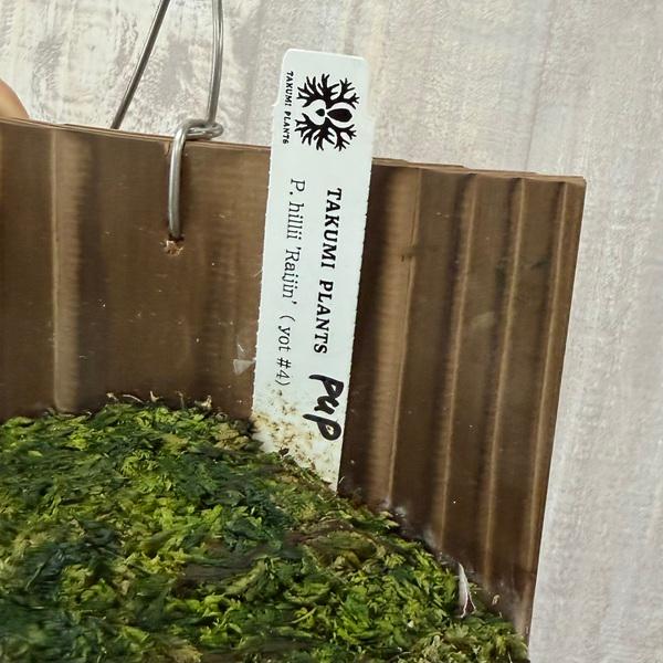 おしゃれ 観葉植物：ビカクシダ コウモリラン ヒリーライジン PUP 板