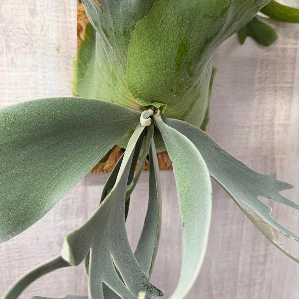 おしゃれ 観葉植物：ビカクシダ コウモリラン ウィリンキー イエロー