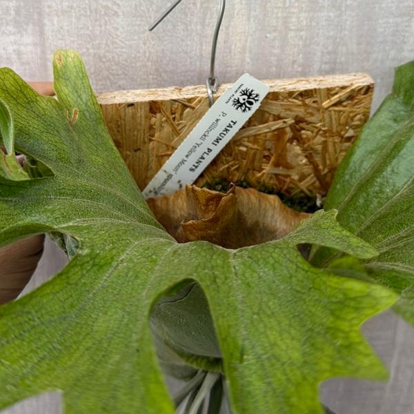 おしゃれ 観葉植物：ビカクシダ コウモリラン ウィリンキー イエロー