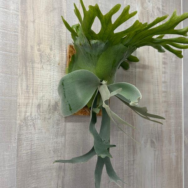 おしゃれ 観葉植物：ビカクシダ コウモリラン ウィリンキー イエロー