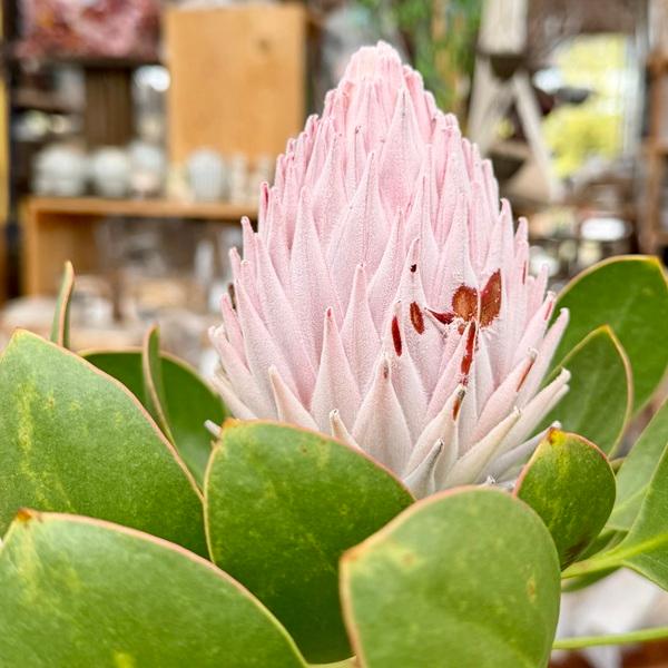 おしゃれ 観葉植物 花苗：プロテア キングピンク*7号 現品をお届け