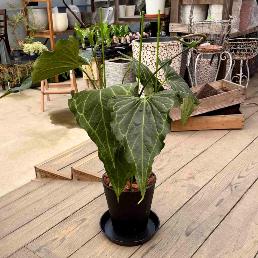 観葉植物：アンスリウム デルタフォース*8号セラアート鉢 受皿付 現品