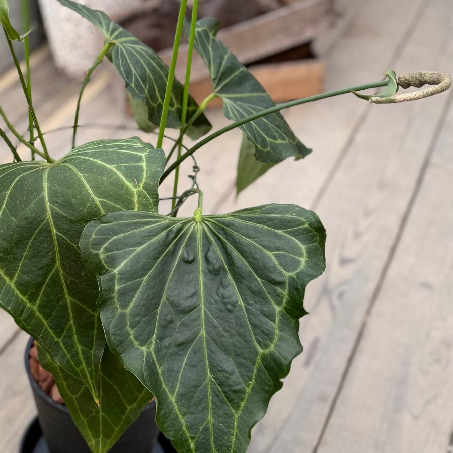 観葉植物：アンスリウム デルタフォース*8号セラアート鉢 受皿付 現品