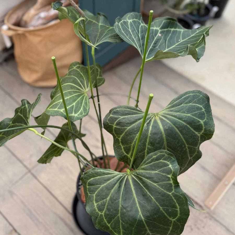 観葉植物：アンスリウム デルタフォース*8号セラアート鉢 受皿付 現品