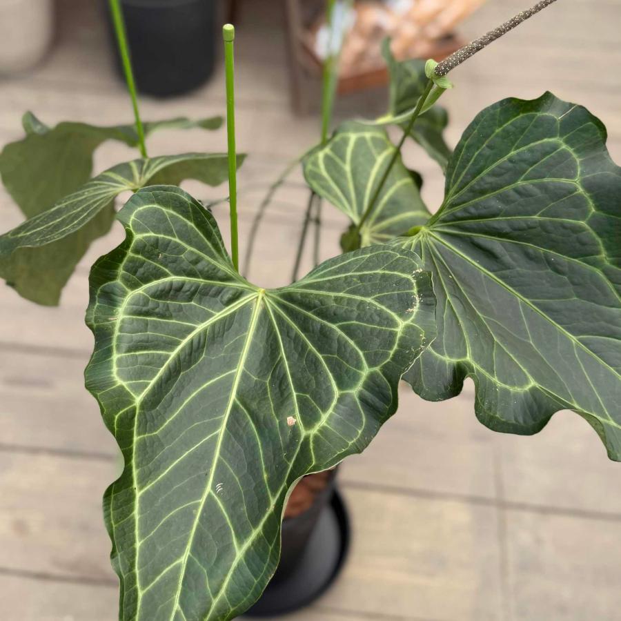 観葉植物：アンスリウム デルタフォース*8号セラアート鉢 受皿付 現品